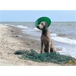 Buster Límec ochranný Green Ocean Collar 10cm
