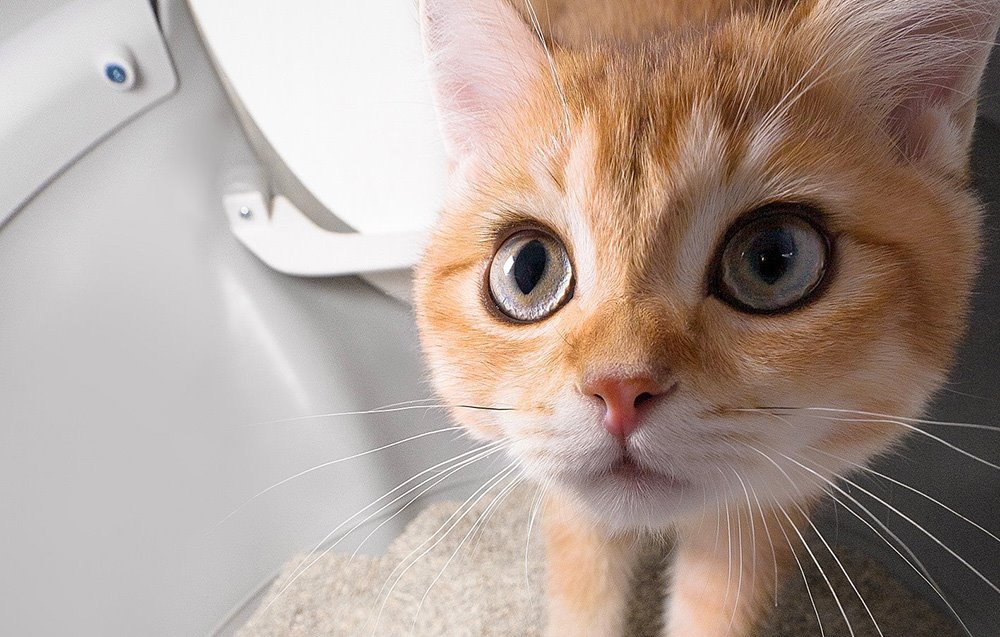 Catlink Scooper Pro Ultra Intelligent Self-Cleaning Cat Toilet