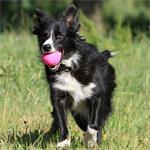 Kiwi Walker Mini penová lopta na plávanie z TPR, oranžová, 5 cm