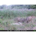 OXE Gepard II + 32GB SD karta zdarma