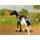 PC hra Horsez 5: Jezdecký Šampión 