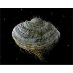Samorost 2