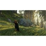 theHunter Call of the Wild Bloodhound
