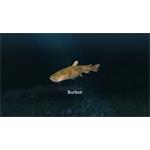 Ultimate Fishing Simulator New Fish Species